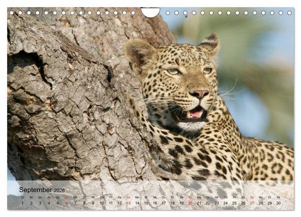 Produktbild: Leoparden. Elegante J&auml;ger (Wandkalender 2026 DIN A4 quer), CALVENDO Monatskalender