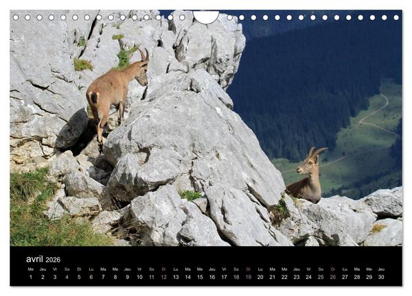 Produktbild: Bouquetins des Alpes (Calendrier mural 2026 DIN A4 vertical), CALVENDO calendrier mensuel