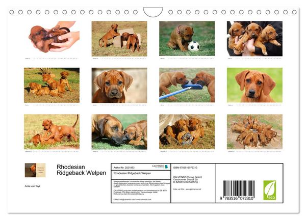 Produktbild: Rhodesian Ridgeback Welpen (Wandkalender 2026 DIN A4 quer), CALVENDO Monatskalender