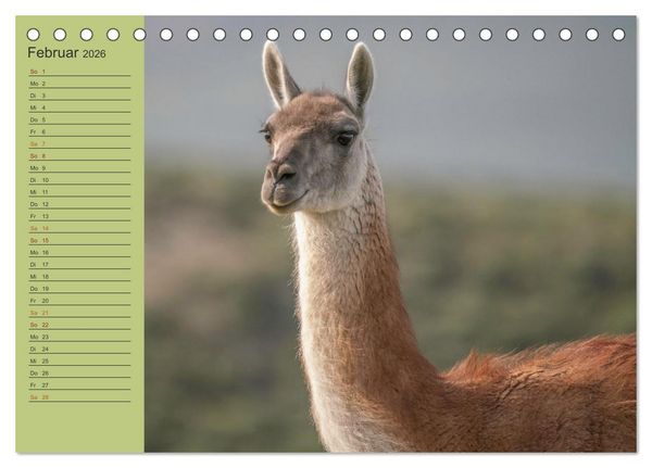 Produktbild: Wildlife S&uuml;damerika (Tischkalender 2026 DIN A5 quer), CALVENDO Monatskalender