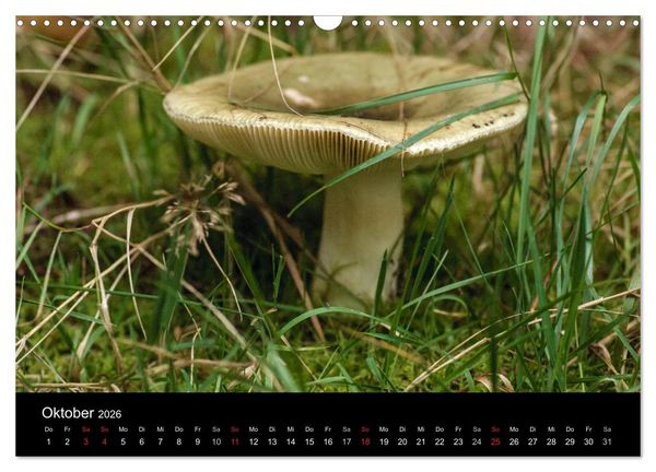 Produktbild: Pilze in Wald und Flur (Wandkalender 2026 DIN A3 quer), CALVENDO Monatskalender