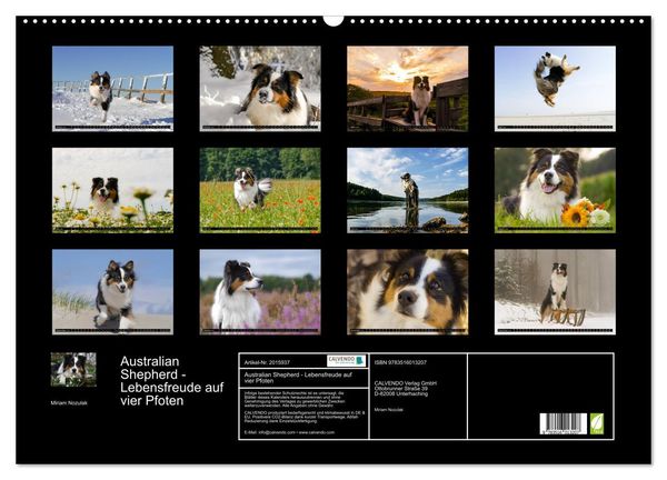 Produktbild: Australian Shepherd - Lebensfreude auf vier Pfoten (Wandkalender 2026 DIN A2 quer), CALVENDO Monatskalender
