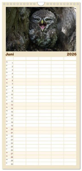 Produktbild: Familienplaner 2026 - Faszination Steinkauz mit 5 Spalten (Wandkalender, 21 x 45 cm) CALVENDO
