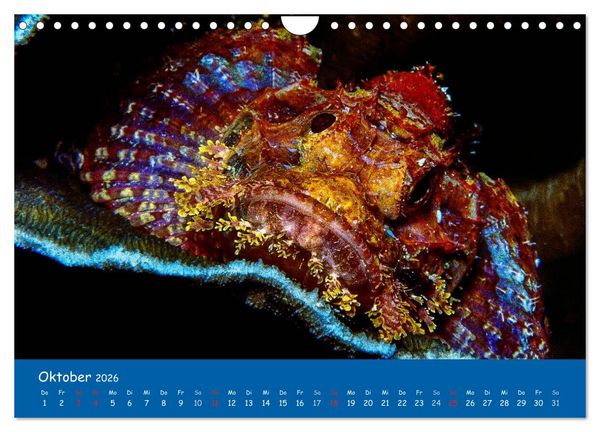 Produktbild: Unterwasserwelten (Wandkalender 2026 DIN A4 quer), CALVENDO Monatskalender