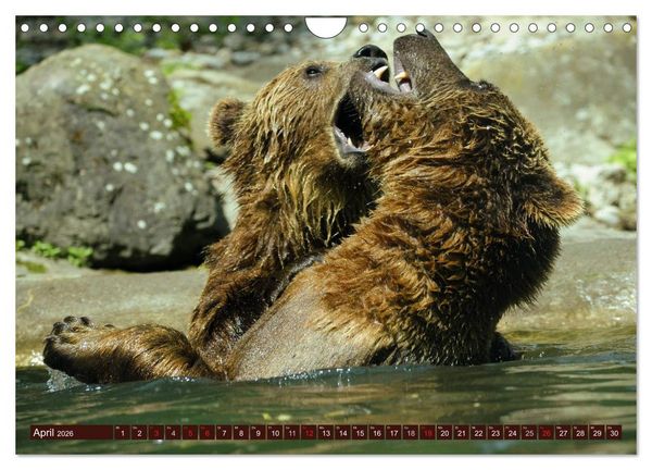 Produktbild: B&auml;ren. Unterwegs mit Meister Petz (Wandkalender 2026 DIN A4 quer), CALVENDO Monatskalender