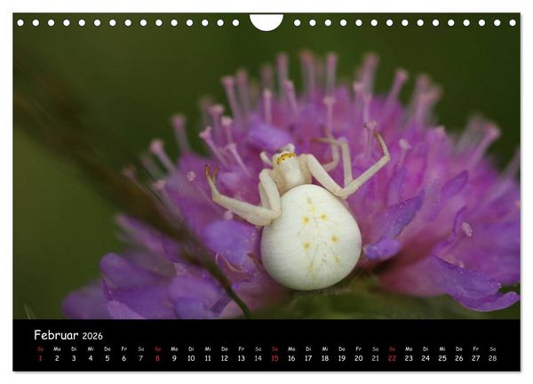 Produktbild: Heimische Spinnen (Wandkalender 2026 DIN A4 quer), CALVENDO Monatskalender