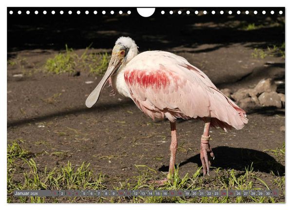 Produktbild: Weltvogelpark Walsrode - Die Vielfalt der Vogelarten (Wandkalender 2026 DIN A4 quer), CALVENDO Monatskalender