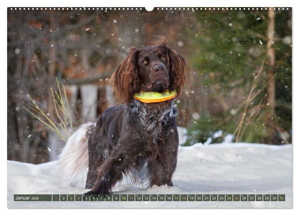 Produktbild: Jagdhund im Portrait - Deutsch Langhaar (Wandkalender 2026 DIN A2 quer), CALVENDO Monatskalender