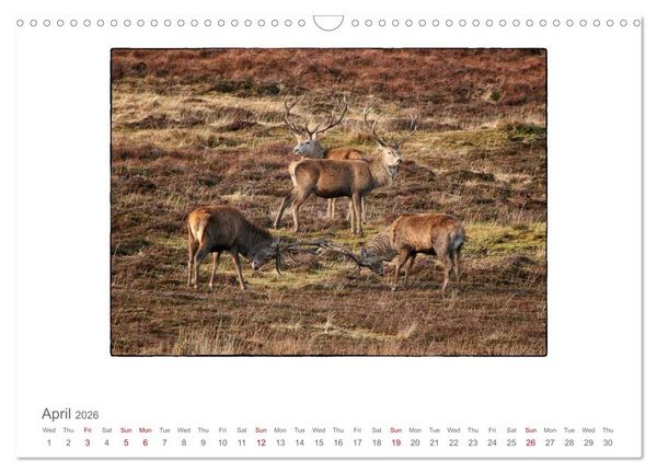 Produktbild: Wild Deer In The Highlands (Wall Calendar 2026 DIN A3 landscape), CALVENDO 12 Month Wall Calendar
