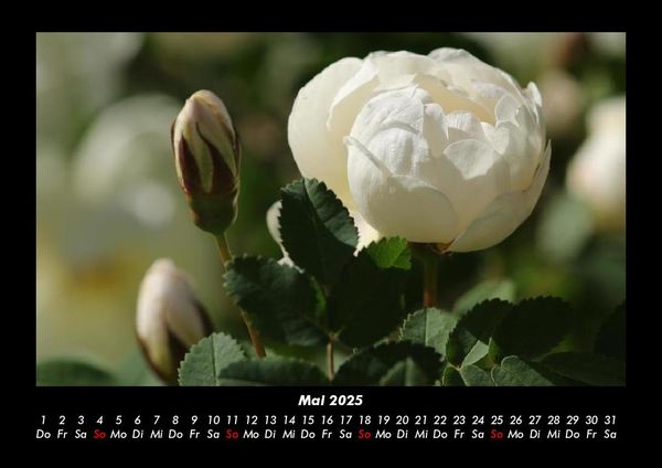 Produktbild: Blumentr&auml;ume 2025 Fotokalender DIN A3