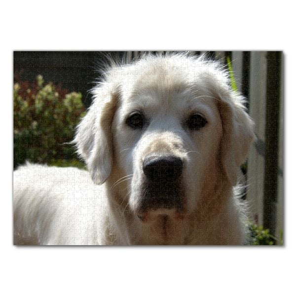 Produktbild: Lais Puzzle Golden Retriever 1000 Teile
