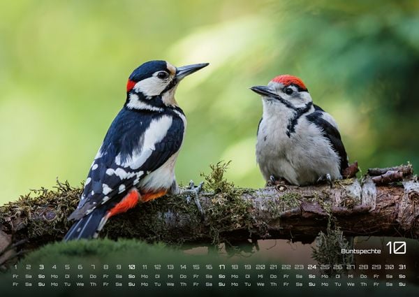 Produktbild: Waldtiere - Heimische Waldbewohner - Der Tierkalender - 2027 - Kalender DIN A2