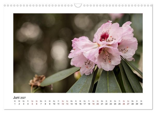 Produktbild: Rosa Bl&uuml;tentraum (Wandkalender 2027 DIN A3 quer), CALVENDO Monatskalender