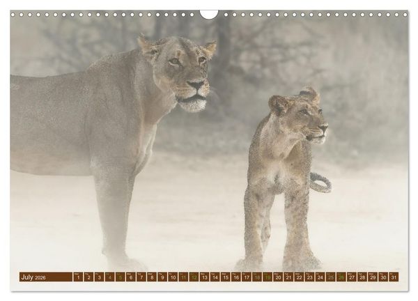 Produktbild: Lions of Southern Africa (Wall Calendar 2026 DIN A3 landscape), CALVENDO 12 Month Wall Calendar