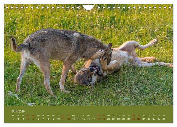 Produktbild: unter W&ouml;lfen (Wandkalender 2026 DIN A4 quer), CALVENDO Monatskalender