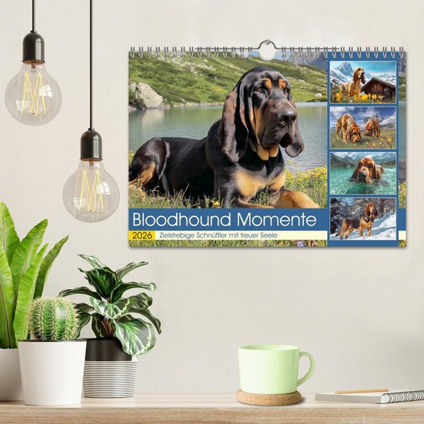 Produktbild: Bloodhound Momente. Zielstrebige Schn&uuml;ffler mit treuer Seele (Wandkalender 2026 DIN A4 quer), CALVENDO Monatskalender