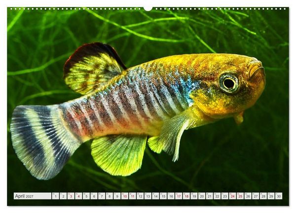 Produktbild: Outdoor-Aquaristik (Wandkalender 2027 DIN A2 quer), CALVENDO Monatskalender