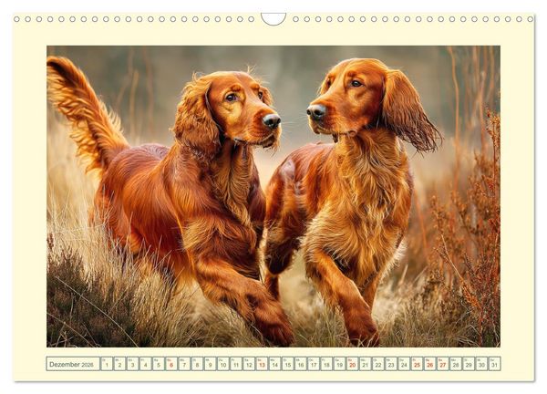 Produktbild: Irish Red Setter. Wo noble Eleganz auf Tatendrang trifft (Wandkalender 2026 DIN A3 quer), CALVENDO Monatskalender