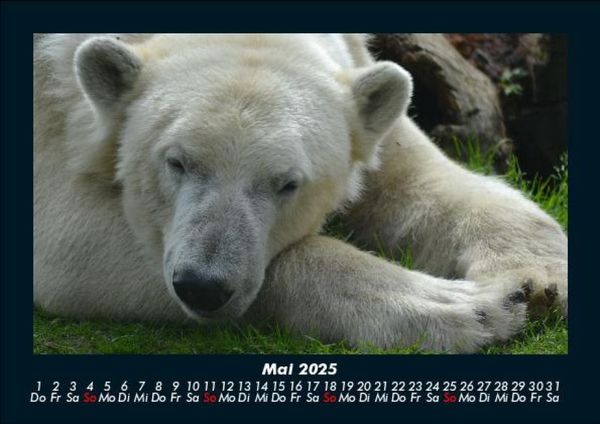 Produktbild: Pinguine & Eisb&auml;ren 2025 Fotokalender DIN A5