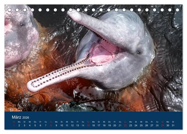Produktbild: Brasilien tierisch gut 2026 (Tischkalender 2026 DIN A5 quer), CALVENDO Monatskalender