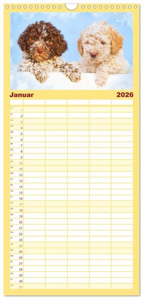 Produktbild: Familienplaner 2026 - Lagotto Romagnolo - der Tr&uuml;ffelhund Italiens mit 5 Spalten (Wandkalender, 21 x 45 cm) CALVENDO