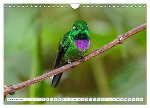 Produktbild: Colibris - pierres pr&eacute;cieuses volantes (Calendrier mural 2026 DIN A4 vertical), CALVENDO calendrier mensuel