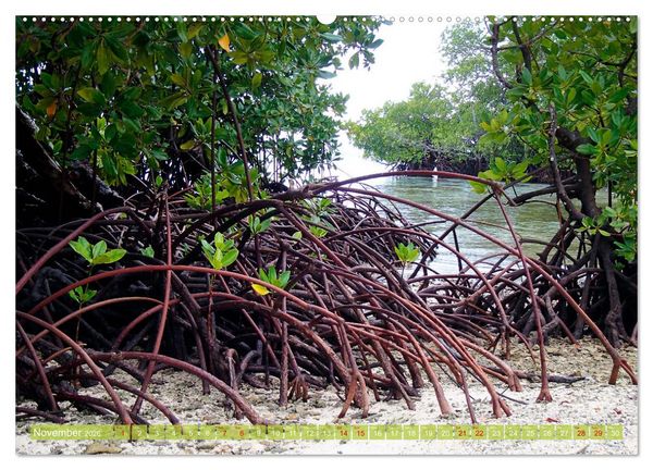 Produktbild: Mangroves - Valuable Habitat (High Quality Premium Wall Calendar 2026 DIN A2 landscape),CALVENDO 12 Month Wall Calendar