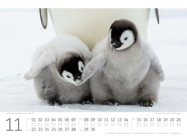 Produktbild: Pinguine Kalender 2027