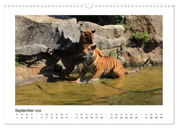 Produktbild: Tiger 2026 (Wandkalender 2026 DIN A3 quer), CALVENDO Monatskalender