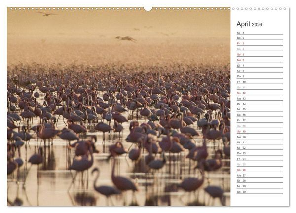 Produktbild: Flamingo Impressionen 2026 (Wandkalender 2026 DIN A2 quer), CALVENDO Monatskalender