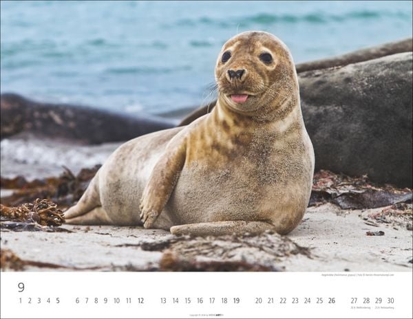 Produktbild: Heimische Wildtiere Kalender 2027