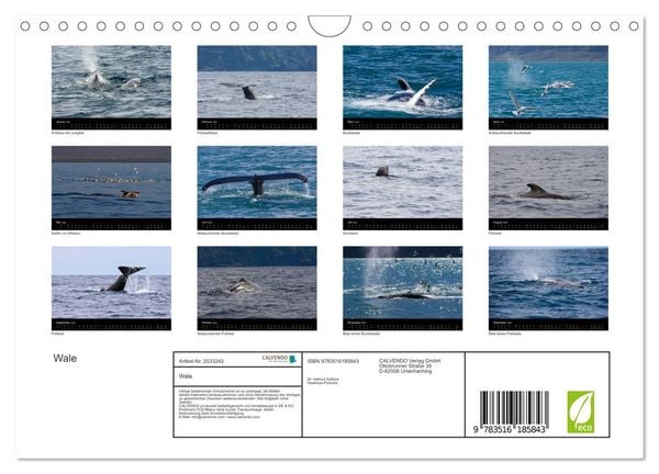Produktbild: Wale (Wandkalender 2026 DIN A4 quer), CALVENDO Monatskalender