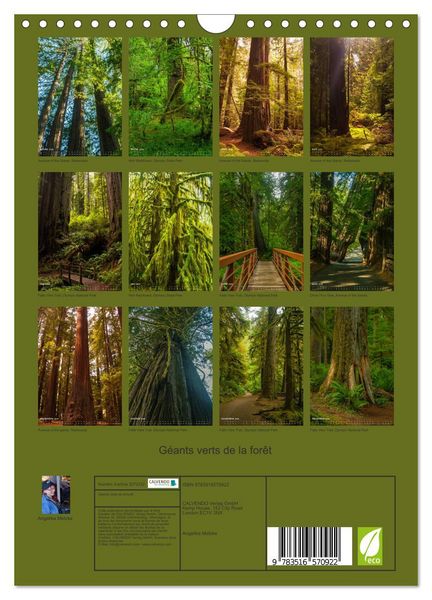 Produktbild: G&eacute;ants verts de la for&ecirc;t (Calendrier mural 2026 DIN A4 horizontal), CALVENDO calendrier mensuel