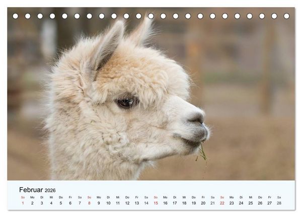Produktbild: Die Kameliden. H&uuml;bsche Kamele, Lamas und Alpakas (Tischkalender 2026 DIN A5 quer), CALVENDO Monatskalender