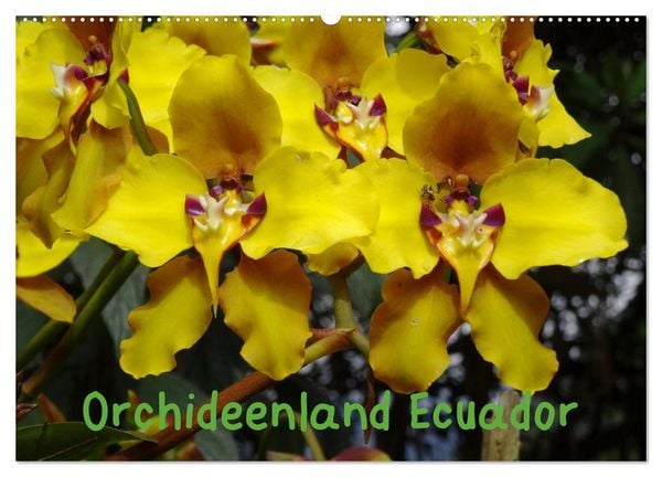 Produktbild: Orchideenland Ecuador (Wandkalender 2026 DIN A2 quer), CALVENDO Monatskalender