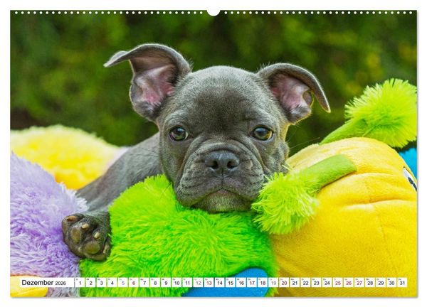 Produktbild: Kleiner Kobold Franz&ouml;sische Bulldogge (hochwertiger Premium Wandkalender 2026 DIN A2 quer), Kunstdruck in Hochglanz
