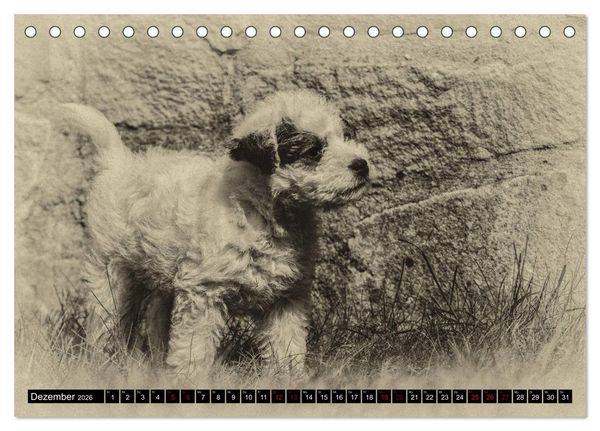 Produktbild: Parson Jack Russel Welpen (Tischkalender 2026 DIN A5 quer), CALVENDO Monatskalender