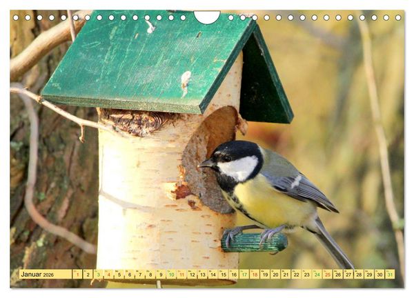 Produktbild: Gefiederte Gesellen - V&ouml;gel aus Wald und Garten (Wandkalender 2026 DIN A4 quer), CALVENDO Monatskalender