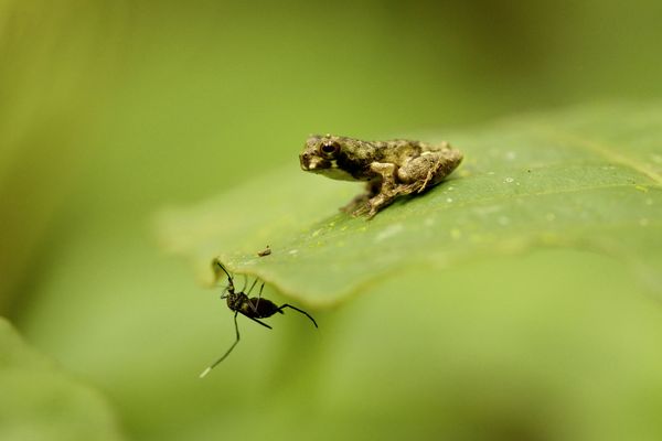Produktbild: Das Geheimnis der B&auml;ume