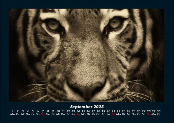 Produktbild: Tiger 2025 Fotokalender DIN A4