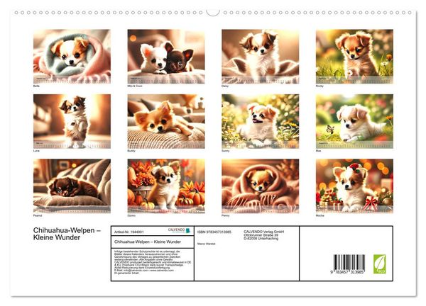 Produktbild: Chihuahua-Welpen &ndash; Kleine Wunder (hochwertiger Premium Wandkalender 2026 DIN A2 quer), Kunstdruck in Hochglanz