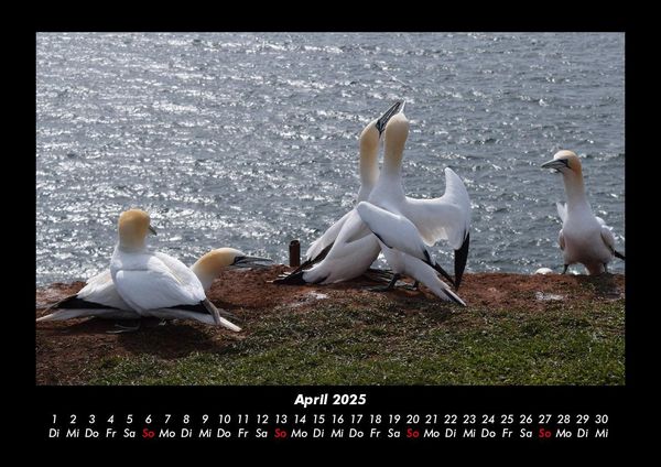 Produktbild: Seeblick 2025 Fotokalender DIN A3