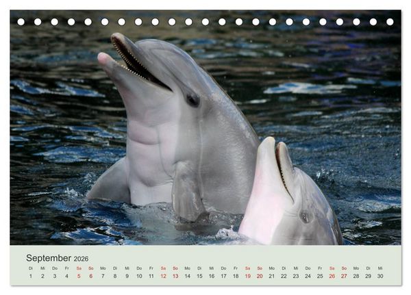 Produktbild: Die Welt der Delphine (Tischkalender 2026 DIN A5 quer), CALVENDO Monatskalender