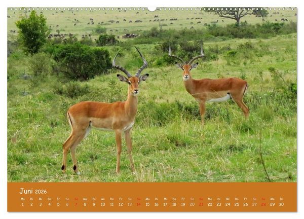 Produktbild: Auge in Auge mit den Tieren Afrikas (hochwertiger Premium Wandkalender 2026 DIN A2 quer), Kunstdruck in Hochglanz