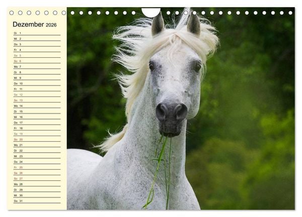 Produktbild: Traumpferd Lipizzaner (Wandkalender 2026 DIN A4 quer), CALVENDO Monatskalender
