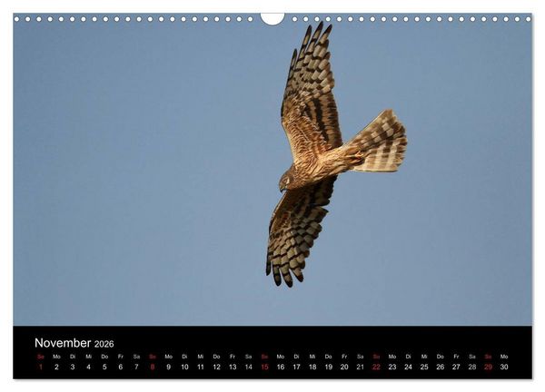 Produktbild: Wiesenweihen in Deutschland (Wandkalender 2026 DIN A3 quer), CALVENDO Monatskalender