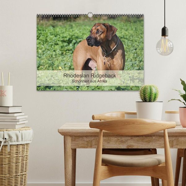 Produktbild: Rhodesian Ridgeback Sch&ouml;nheit aus Afrika (Wandkalender 2026 DIN A3 quer), CALVENDO Monatskalender