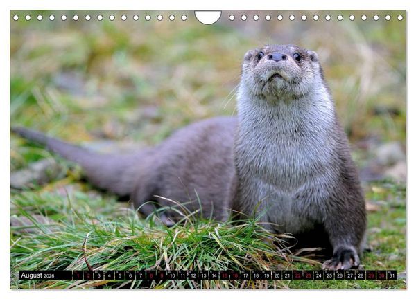 Produktbild: Fischotter, flinke J&auml;ger (Wandkalender 2026 DIN A4 quer), CALVENDO Monatskalender