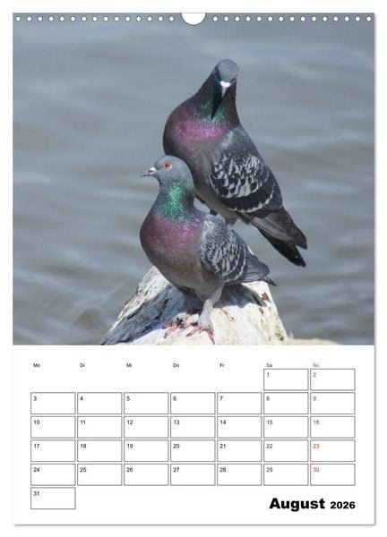 Produktbild: Tauben Terminplaner (Wandkalender 2026 DIN A3 hoch), CALVENDO Monatskalender