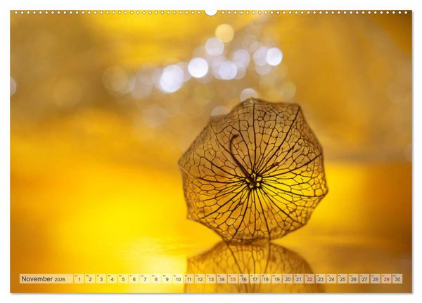 Produktbild: Kunstvolle Physalis-Kleine Frucht von gro&szlig;er Faszination (hochwertiger Premium Wandkalender 2026 DIN A2 quer), Kunstdruck in Hochglanz